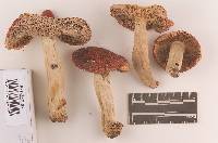 Russula rugulosa image