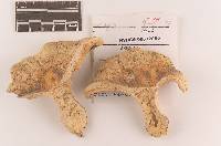 Russula subcremeiceps image