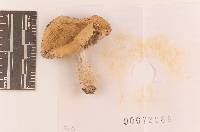 Russula seperina image