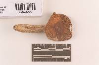 Russula seperina image