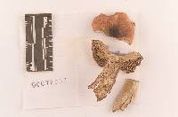 Russula seperina image