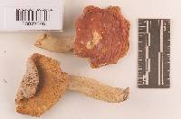 Russula rugulosa image