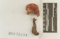 Russula silvicola image