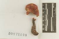 Russula silvicola image