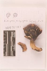 Russula sericeonitens image