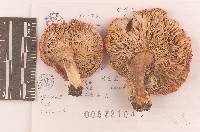 Russula silvicola image