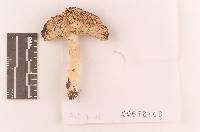 Russula sericeonitens image