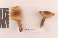 Russula seperina image