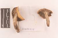 Russula seperina image