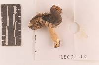 Russula sericeonitens image