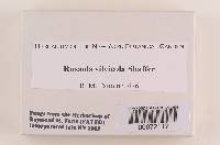 Russula silvicola image