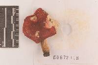 Russula silvicola image