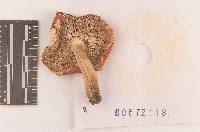 Russula silvicola image