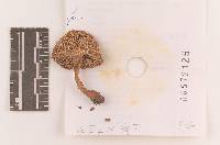 Russula sphagnophila image