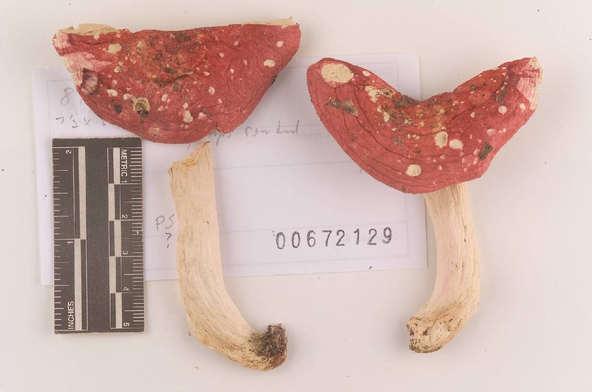 Russula subfloridana image