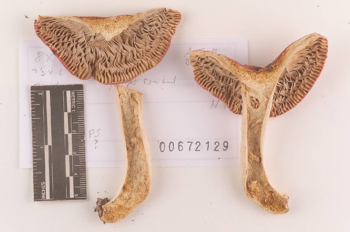 Russula subfloridana image