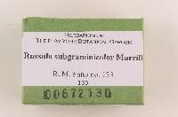 Russula subgraminicolor image