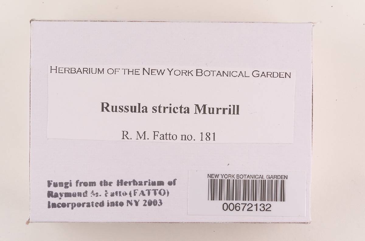 Russula stricta image