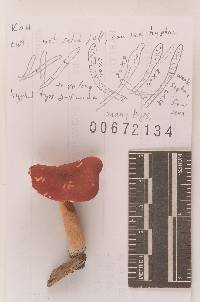 Russula subpunctata image