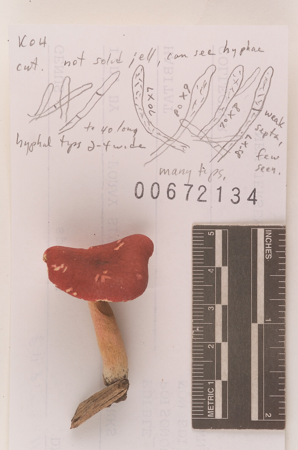 Russula subpunctata image