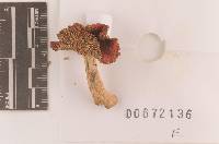 Russula subpunctata image