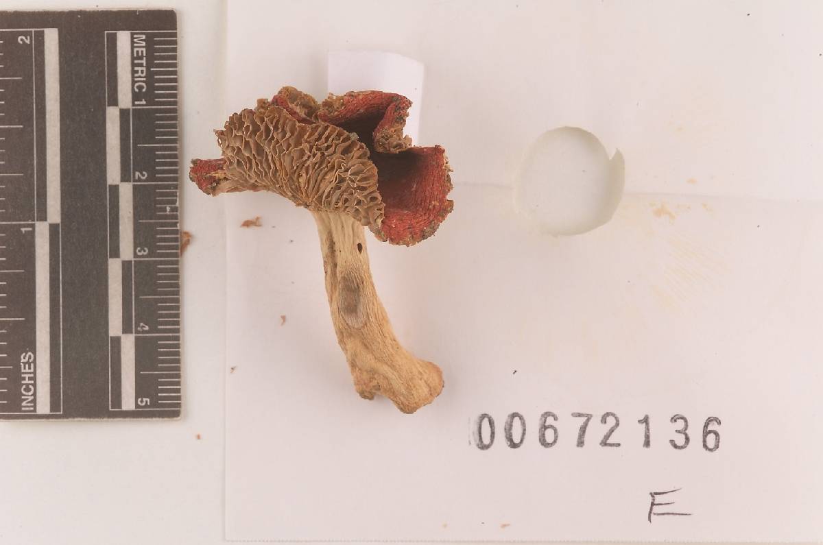 Russula subpunctata image