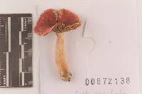 Russula subpunctata image