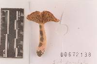 Russula subpunctata image