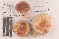 Russula subochrophylla image