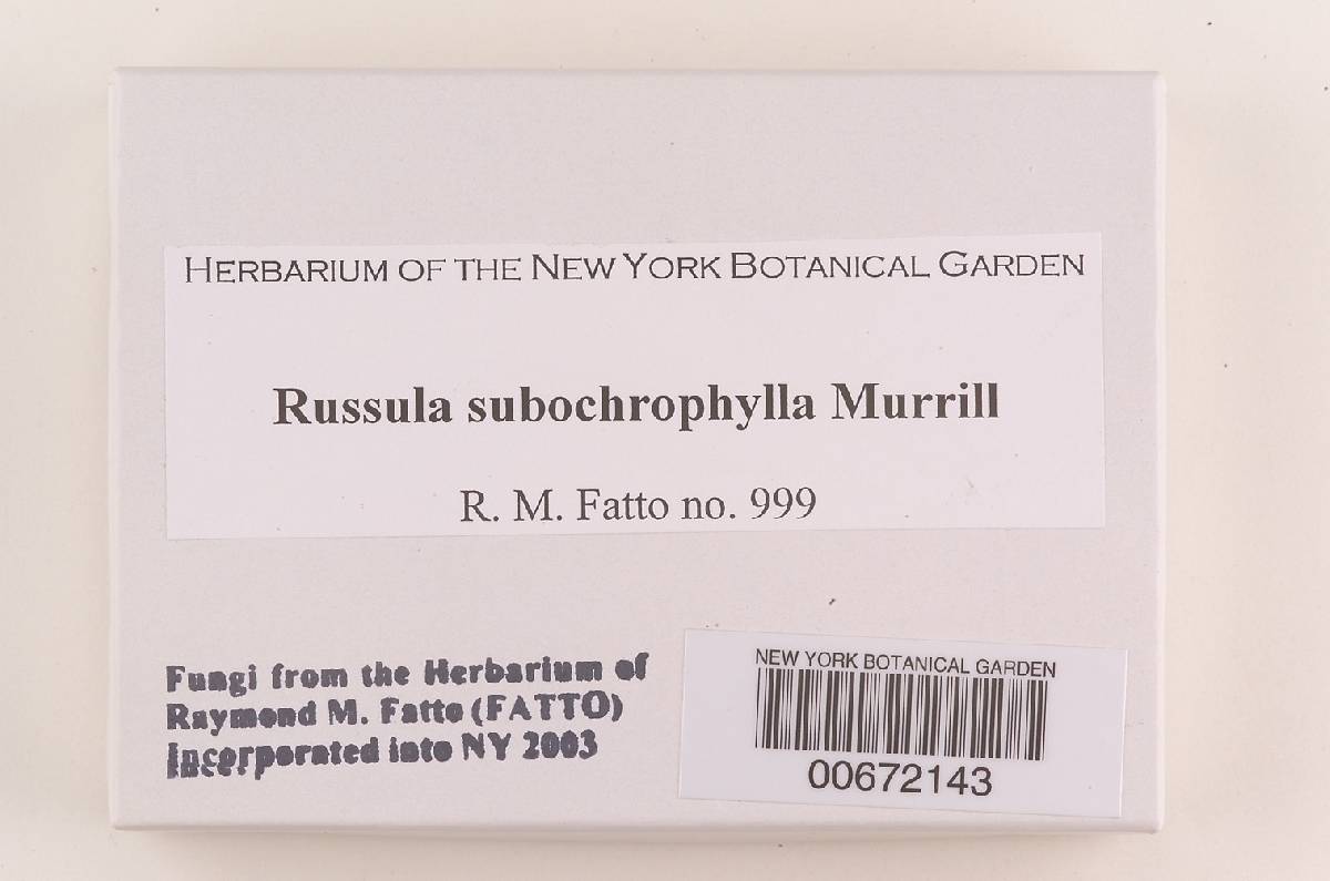Russula subochrophylla image