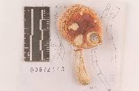 Russula subochrophylla image