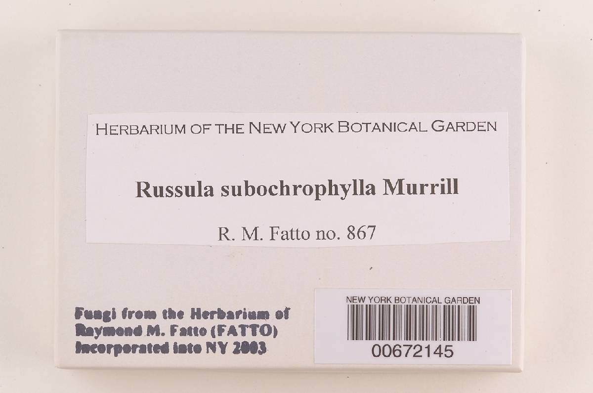 Russula subochrophylla image