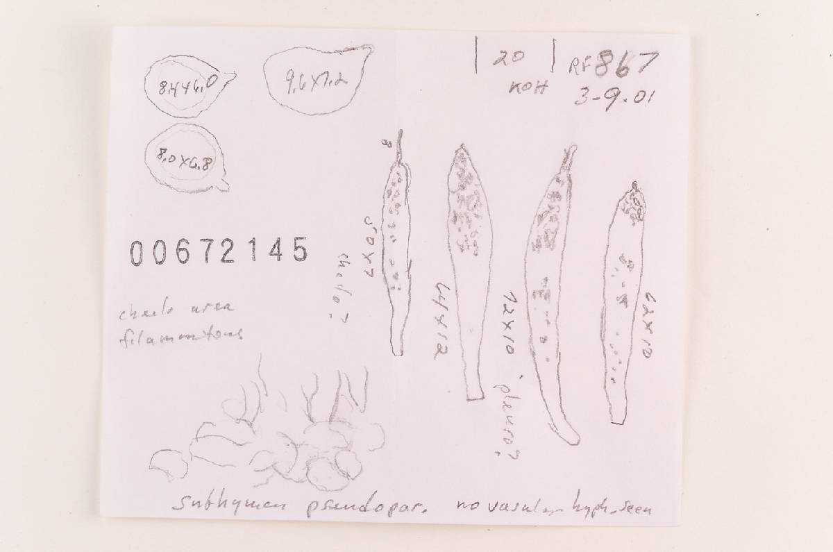 Russula subochrophylla image