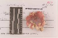 Russula subochrophylla image