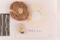 Russula subochrophylla image