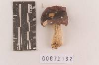 Russula subsericeonitens image