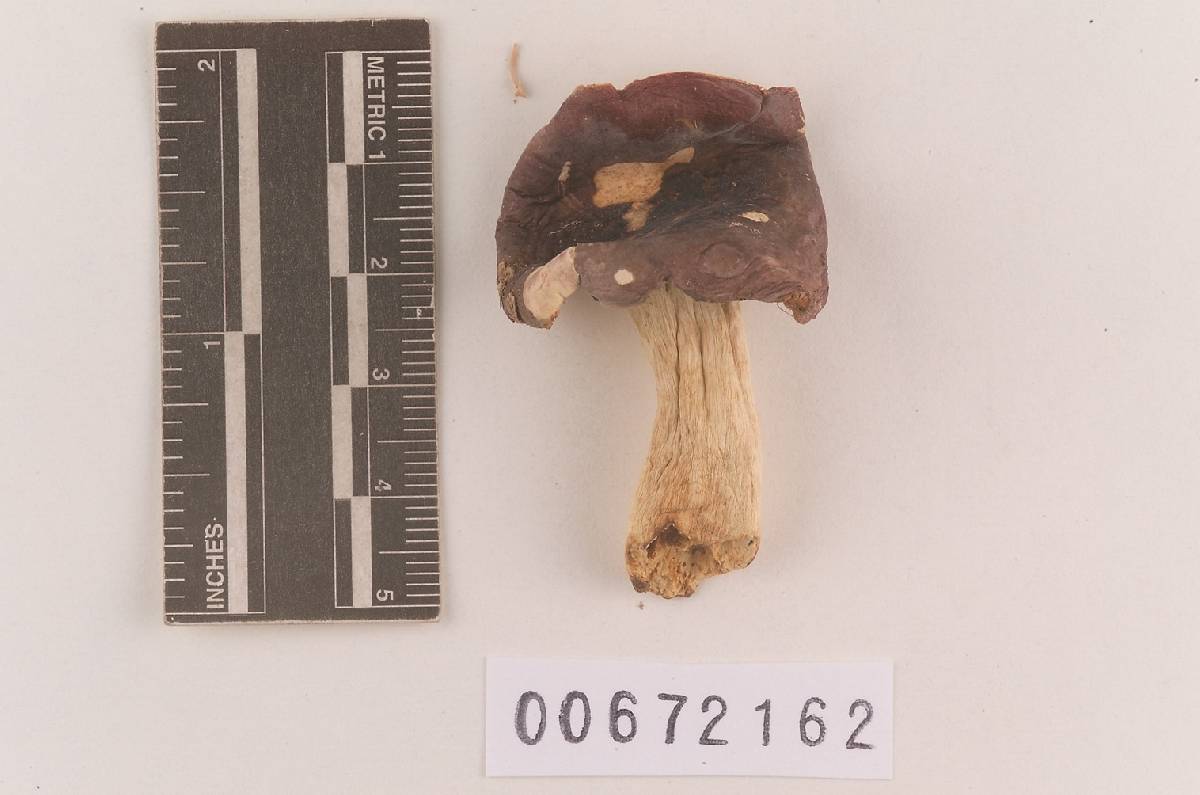 Russula subsericeonitens image
