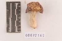 Russula subsericeonitens image