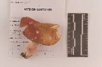 Russula subtenuiceps image