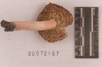 Russula subtenuiceps image