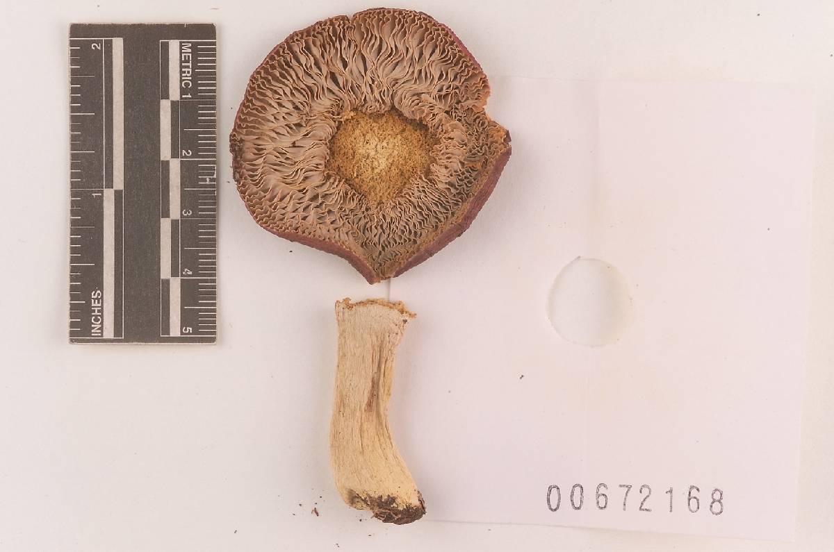 Russula subsericeonitens image