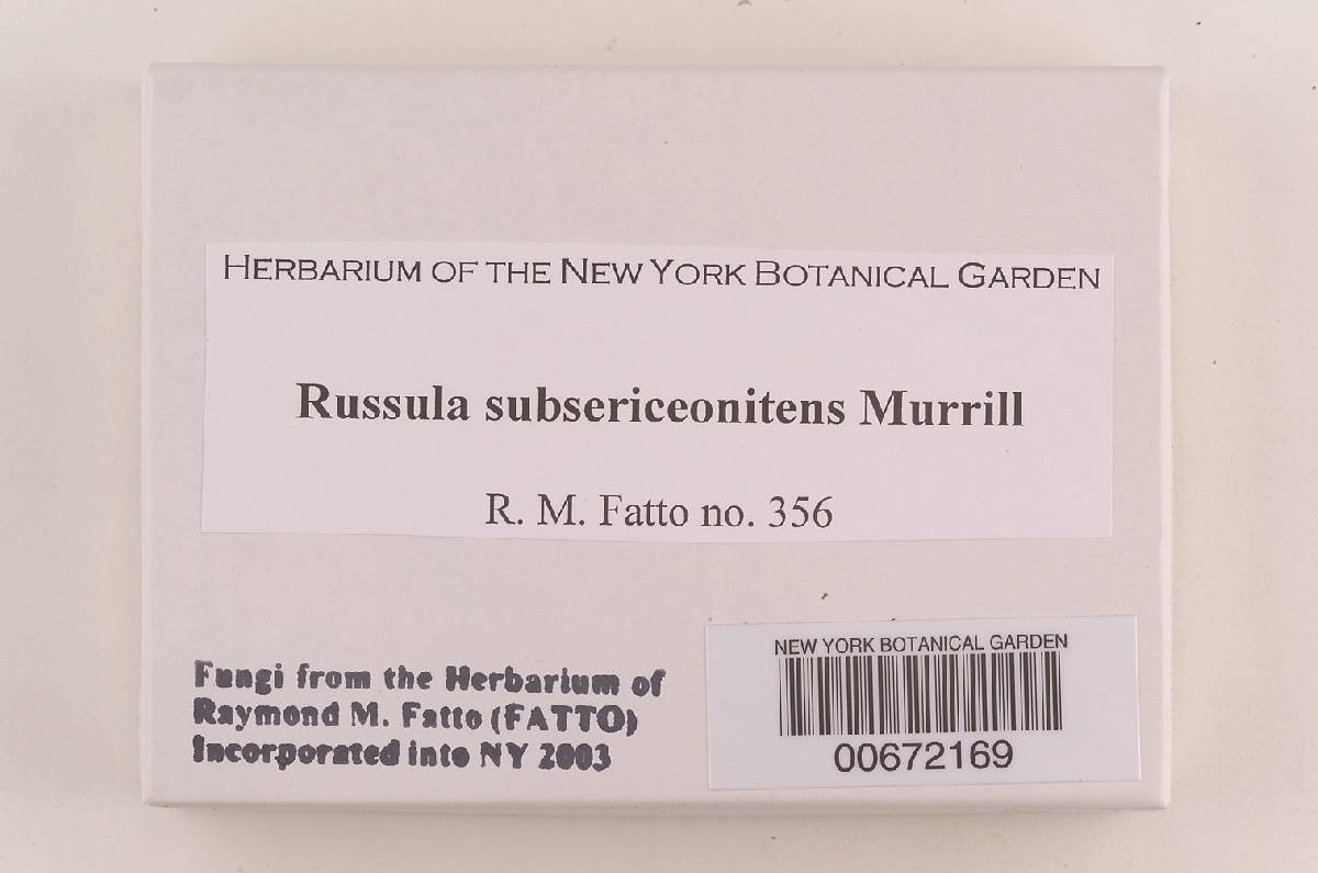 Russula subsericeonitens image