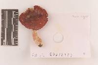 Russula subtenuiceps image