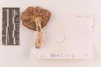 Image of Russula subtenuiceps