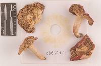 Russula subtenuiceps image