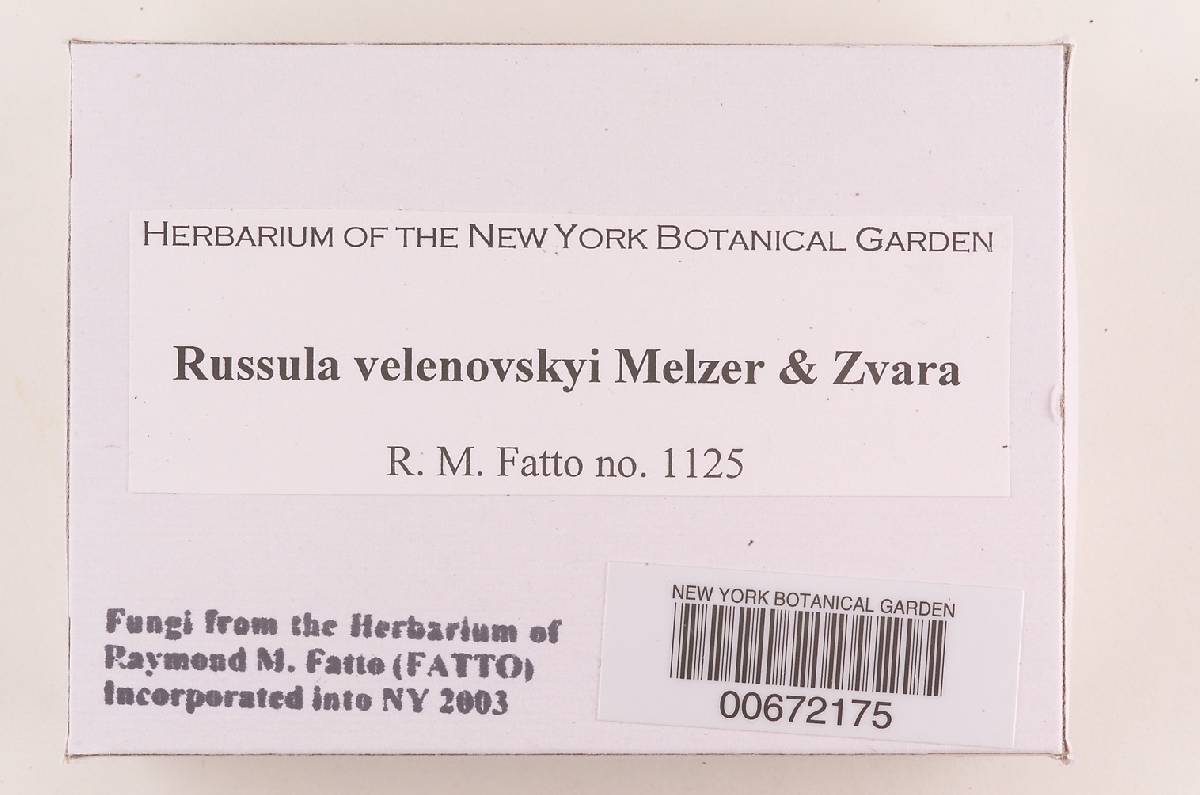 Russula velenovskyi image
