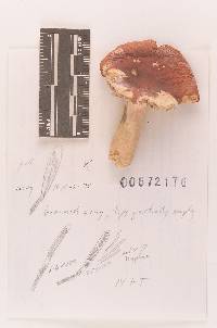 Russula subtenuiceps image