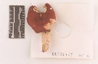 Russula subtenuiceps image