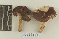 Russula velenovskyi image