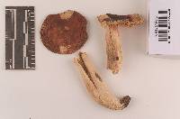 Russula subtenuiceps image